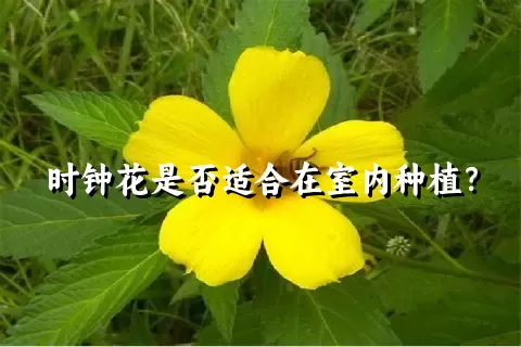 时钟花是否适合在室内种植？