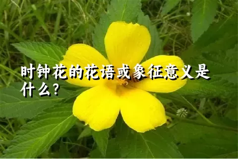 时钟花的花语或象征意义是什么？