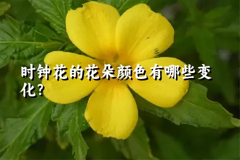 时钟花的花朵颜色有哪些变化？