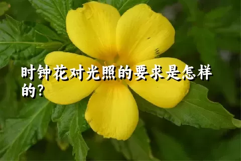 时钟花对光照的要求是怎样的？