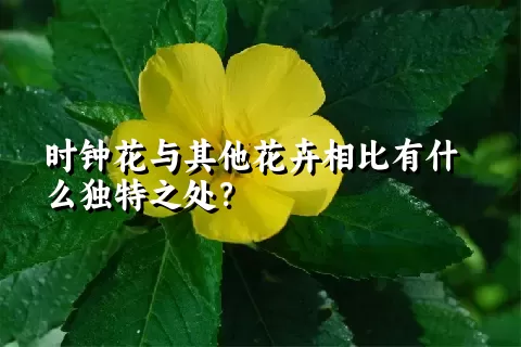 时钟花与其他花卉相比有什么独特之处？