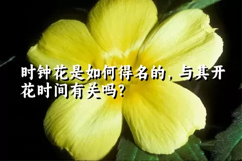 时钟花是如何得名的，与其开花时间有关吗？