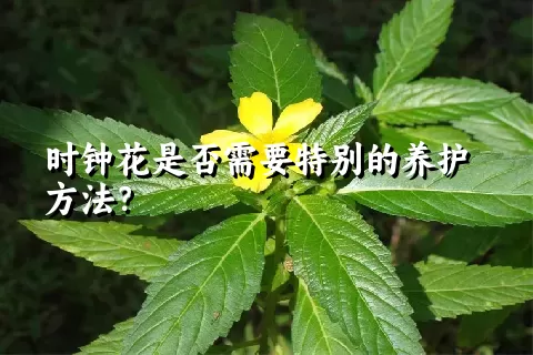 时钟花是否需要特别的养护方法？