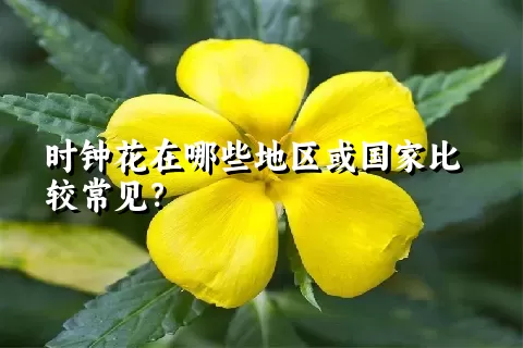 时钟花在哪些地区或国家比较常见？