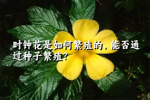 时钟花是如何繁殖的，能否通过种子繁殖？