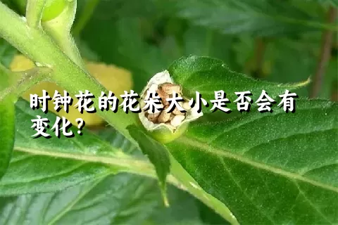 时钟花的花朵大小是否会有变化？