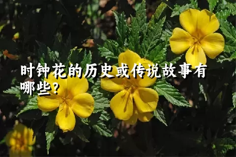 时钟花的历史或传说故事有哪些？