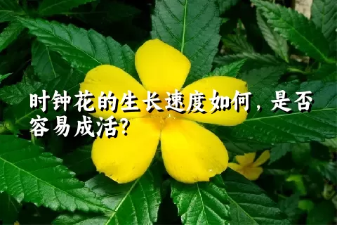 时钟花的生长速度如何，是否容易成活？