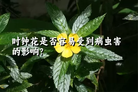 时钟花是否容易受到病虫害的影响？