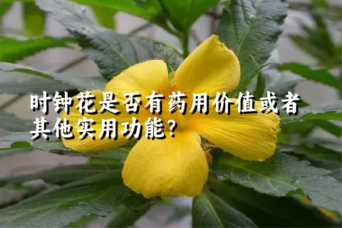 时钟花是否有药用价值或者其他实用功能？