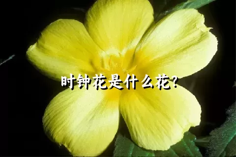 时钟花是什么花？