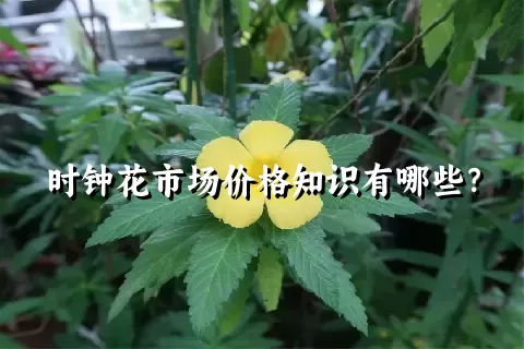 时钟花市场价格知识有哪些？