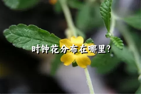 时钟花分布在哪里?