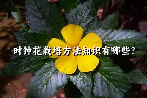 时钟花栽培方法知识有哪些？