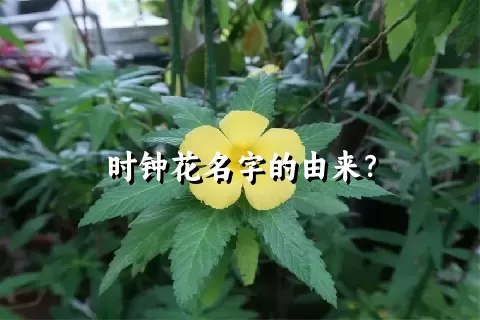 时钟花名字的由来？