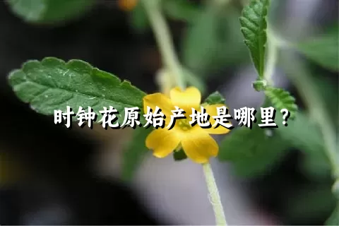 时钟花原始产地是哪里？