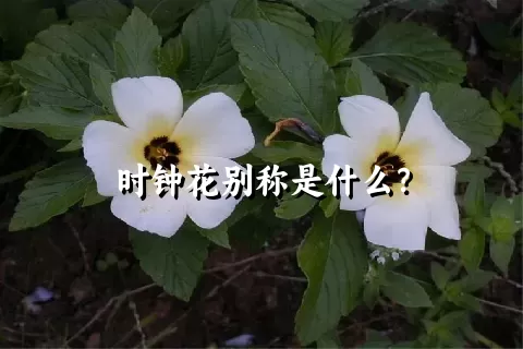 时钟花别称是什么？