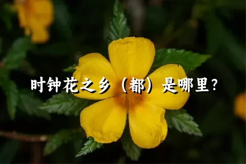 时钟花之乡（都）是哪里？