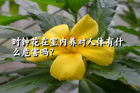 时钟花在室内养对人体有什么危害吗？