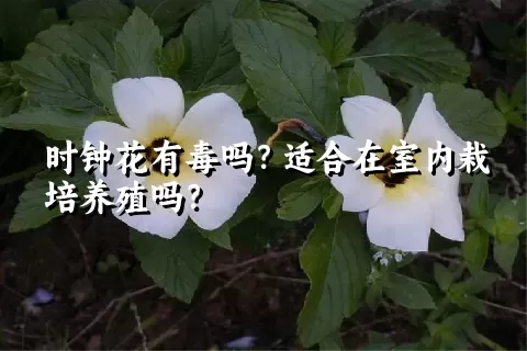 时钟花有毒吗？适合在室内栽培养殖吗？