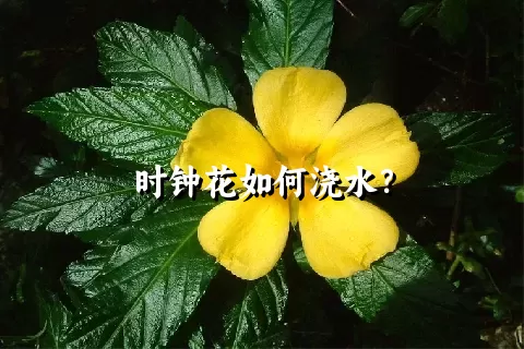 时钟花如何浇水？