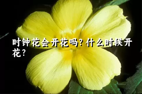 时钟花会开花吗？什么时候开花？