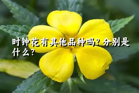 时钟花有其他品种吗？分别是什么？