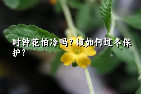 时钟花怕冷吗？该如何过冬保护？