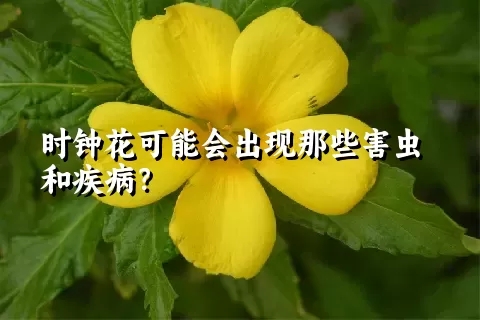 时钟花可能会出现那些害虫和疾病？