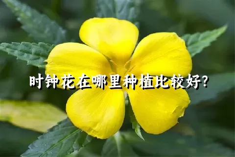 时钟花在哪里种植比较好？