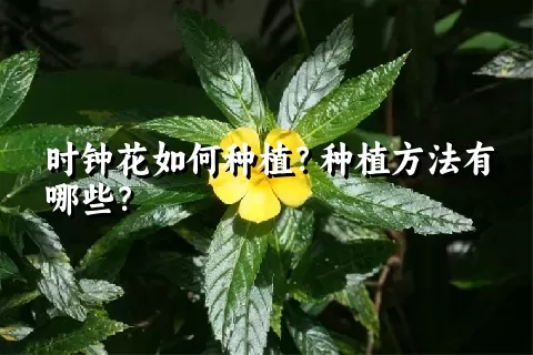 时钟花如何种植？种植方法有哪些？