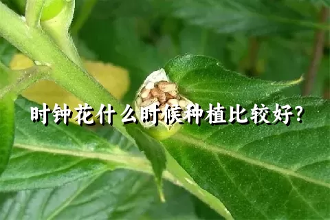 时钟花什么时候种植比较好？