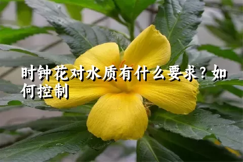 时钟花对水质有什么要求？如何控制