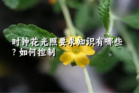 时钟花光照要求知识有哪些？如何控制