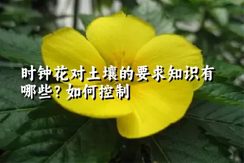 时钟花对土壤的要求知识有哪些？如何控制