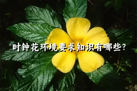 时钟花环境要求知识有哪些？