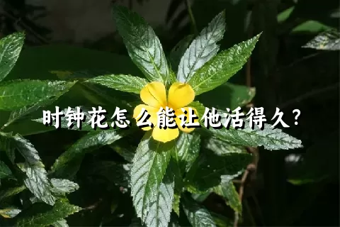 时钟花怎么能让他活得久？