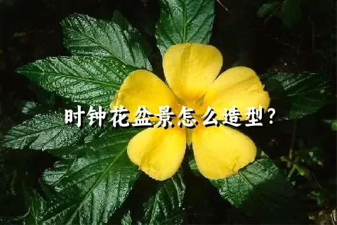 时钟花盆景怎么造型？