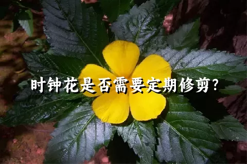 时钟花是否需要定期修剪？