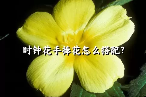 时钟花手捧花怎么搭配？