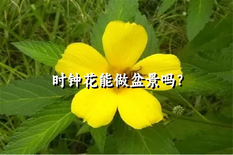 时钟花能做盆景吗？