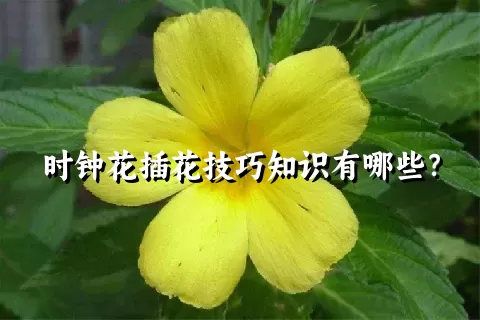 时钟花插花技巧知识有哪些？