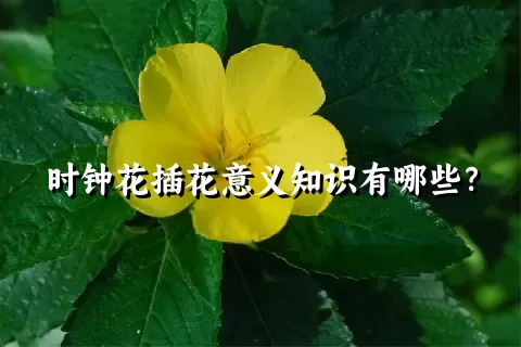 时钟花插花意义知识有哪些？