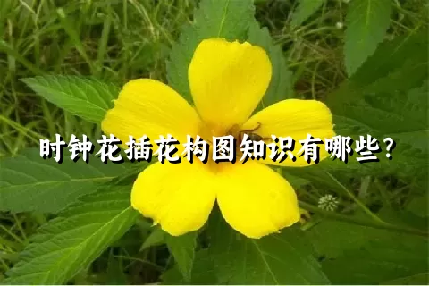 时钟花插花构图知识有哪些？