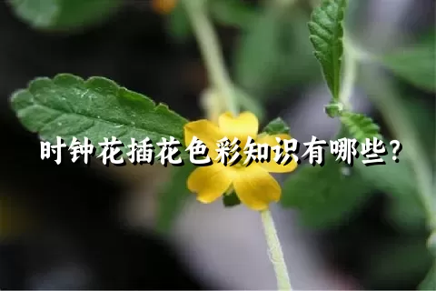 时钟花插花色彩知识有哪些？