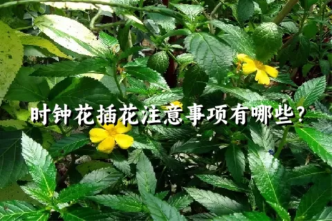 时钟花插花注意事项有哪些？