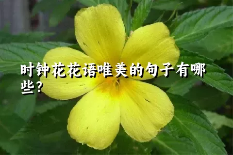 时钟花花语唯美的句子有哪些？