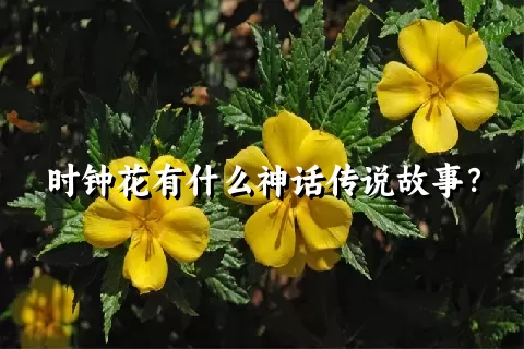 时钟花有什么神话传说故事？