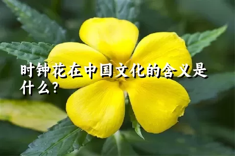 时钟花在中国文化的含义是什么？