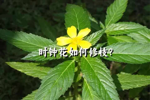 时钟花如何修枝？